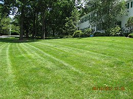 Organic Lawn Fertilizer Treatment in Millington, NJ