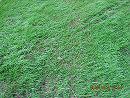After Organic Lawn Repair Service