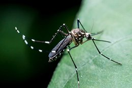 Mosquito Control in Millington, New Jersey