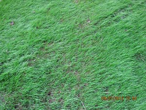 Lawn Seeding and Lawn Repair in Millington, New Jersey