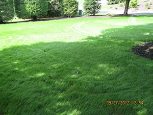 Lawn Repair & Seeding Services in New Jersey