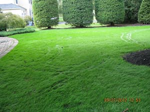 Organic Grass Repair Services