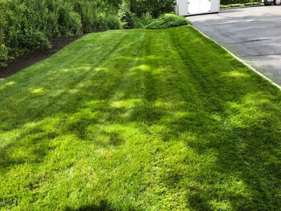 100% Chemical Free Weed Killer Lawn Treatment
