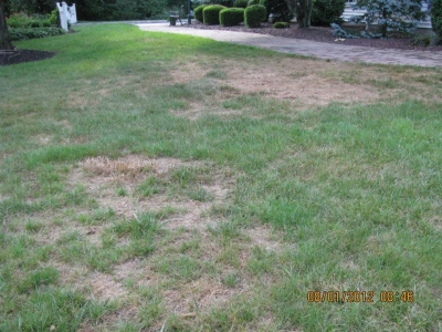 Complete Lawn Renovations